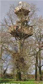 Ngôi nhà hai tầng độc đáo “vắt vẻo” trên cây cao