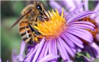 Tận dụng phấn hoa ong đầu mùa giúp ngăn ngừa ung thư