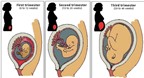 5 điều thú vị về 3 tháng giữa của thai kỳ