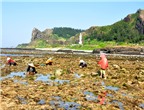 Mùa đặc sản biển Lý Sơn