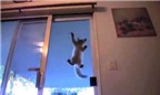 Kỳ lạ mèo có khả năng leo trèo như thạch sùng
