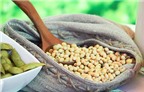 Lợi ích dinh dưỡng toàn diện từ đậu nành