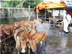 Đắk Nông khống chế ổ dịch bệnh bò lở mồm long móng