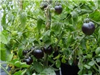 Cà chua đen - “Siêu thực phẩm” chống lão hóa