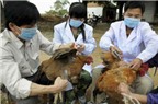 Nguy cơ lây truyền virus cúm A/H5N1 sang người