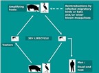 Chim, lợn và muỗi: Nguyên nhân chính gây bệnh viêm não Nhật Bản