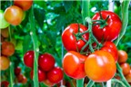 Lý giải cà chua giúp ngừa thiếu máu não hiệu quả