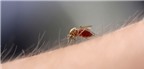 7 điều có thể bạn chưa biết về muỗi đốt