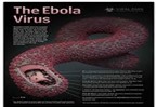 Virus Ebola tấn công cơ thể con người như thế nào?