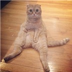 Chú mèo bỗng dưng nổi tiếng nhờ dáng ngồi “lười nhất thế giới“