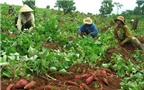 Trồng khoai lang cho hiệu quả gấp 3 trồng lúa