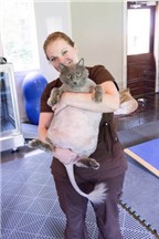 Mèo béo tập gym để giảm cân