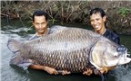 Kỳ II: Loài cá “khôn 3 năm, dại 1 giờ” và gã thợ câu với “căn bệnh giời đày”