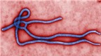 Tranh cãi về nguy cơ Ebola biến dạng lây qua không khí