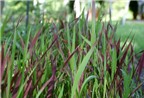 Rễ cỏ tranh: Vị thuốc quý giải độc gan, bổ thận