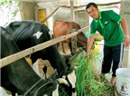 Tự tạo cơ hội - Kỳ 81: Làm giàu từ một con bò sữa