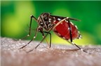 Giải pháp khả thi phòng chống sốt xuất huyết