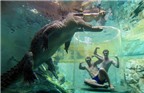 Hãi hùng với trải nghiệm làm mồi cho cá sấu ở Úc