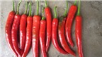 10 đối tượng cấm kỵ không nên ăn ớt