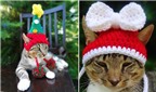Những chiếc mũ siêu lạ dành cho mèo nhân dịp lễ Noel
