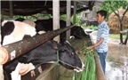 Bò sữa khó “đấu” với TPP