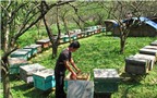 Bí quyết bắt và thuần dưỡng ong rừng