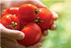 Bí quyết trồng cà chua ngon, sạch tại nhà