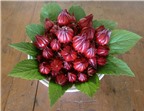 Cách làm mứt hoa Atiso đỏ chua ngọt nhâm nhi ngày Tết