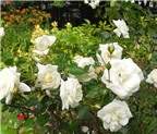 Hoa hồng trắng (hồng bạch) có tác dụng chữa những bệnh gì?