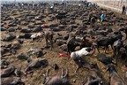 Những lễ hội “trảm” động vật tàn khốc trên thế giới