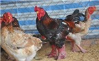 Chủ trại gà Đông Tảo tiết lộ bí quyết luyện gà “nghìn đô”