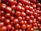 Cách trồng cây cà chua bi trong chậu