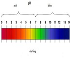 Cách cân bằng độ pH trong cơ thể