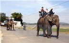 Đầu năm lên Đắk Lắk trải nghiệm du lịch “trên lưng voi”