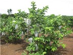 Phương pháp trồng và chăm sóc cây ổi