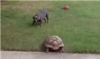 Chuyện lạ: Rùa hung dữ rượt đuổi chó chạy té khói