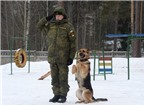 Quân khuyển của Nga được huấn luyện như thế nào?