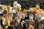 Kỳ lạ hòn đảo mèo ở Nhật Bản