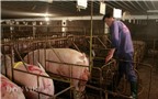 Động dục lợn cái - những điều cần biết