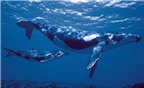 Cơ chế di truyền của cá voi có khả năng chống ung thư