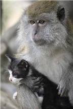 Kỳ lạ: Khỉ mẹ chăm sóc mèo như con đẻ của mình