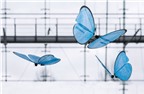 Chế tạo thành công robot bướm giống như thật