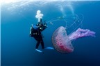 Màu sắc sặc sỡ của các loài sứa ngoài đại dương