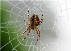 Nọc nhện hứa hẹn thuốc giảm đau mới
