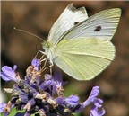 Những sự thực thú vị ít ai biết về loài bướm
