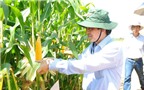 Lợi ích của cây trồng biến đổi gen GMO