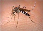 Dấu hiệu nhận biết của bệnh sốt xuất huyết