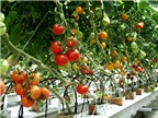7 loại rau mùa hè lý tưởng nên trồng tại nhà