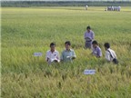 65 nhà khoa học với 72 giống lúa cho ĐBSCL