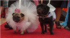 Sốc với váy cưới xa hoa hơn 40 triệu dành cho...chó